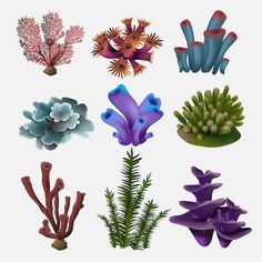 an assortment of sea plants and corals on a white background