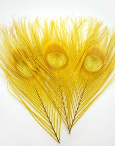 three yellow feathers on a white background