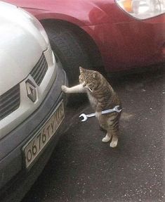 a cat standing on its hind legs with a wrench in it's mouth