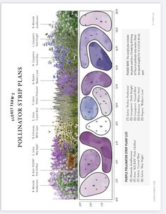 the diagram shows different types of plants that are growing on top of each other and below