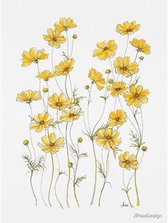 some yellow flowers on a white background