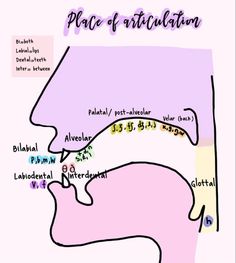 a map of the place of articulation in different parts of the body, including head and neck