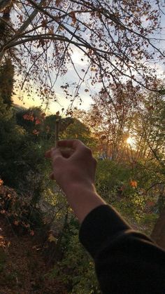 a person holding something in their hand near a tree with lots of leaves on it