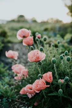 some pink flowers are growing in the grass