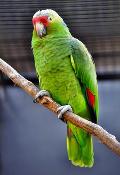 a green parrot sitting on top of a tree branch