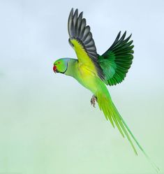 a green and yellow bird flying through the air