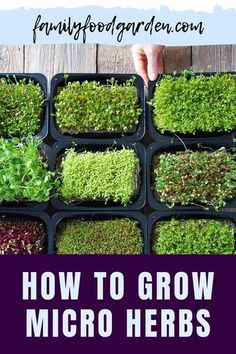 how to grow micro herbs in containers with text overlay that reads, how to grow micro herbs