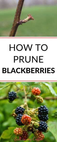 blackberries growing on a tree with text overlay how to prune blackberrys