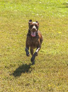 a brown dog running across a lush green field