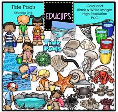 Tide Pools Clip Art Bundle Tide Pool Activities, Honey Bee Life Cycle, Worm Moon, Moon Snail, Bee Life Cycle, Tide Pool, Pool Activities, Pool Colors, Pool Signs