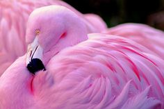 a close up of a pink flamingo