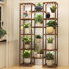 there are many potted plants on the shelves