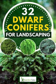 32 Dwarf Conifers For Landscaping - GardenTabs.com Miniature Evergreen Shrubs, Front Garden Evergreen Plants, Conifer Trees Landscapes, Evergreen Tree Landscaping Ideas, Evergreen Plants For Shade, Evergreen Yard Landscaping, Shrub Layout Ideas, Small Evergreens For Landscaping, Small Conifer Trees