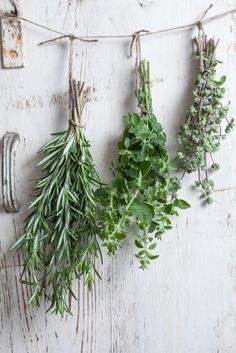 herbs are hanging on a clothes line