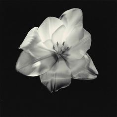 a black and white photo of a flower