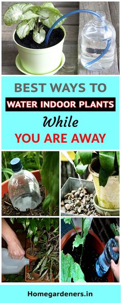 Plants need water to develop beautiful flowers and tasteful fruits. It also helps to prevent plants hanging heads in summer. Water Indoor Plants, Betel Leaf, Garden Watering System, Vegetables Garden, Diy Herb Garden, Gardening Diy, Garden Watering, Plant Hacks