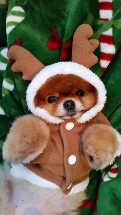 a small brown dog wearing a christmas outfit