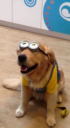 a dog wearing glasses sitting on the floor