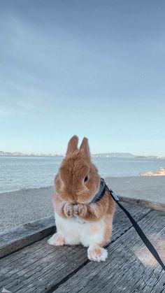 a brown and white bunny rabbit sitting on top of a wooden deck next to the ocean