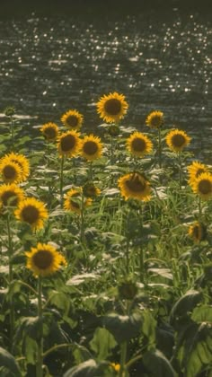 the sunflowers are blooming in the field by the water