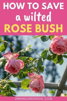 pink roses with the words how to save a wilted rose bush