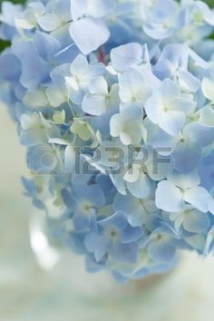 blue and white flowers in a glass vase