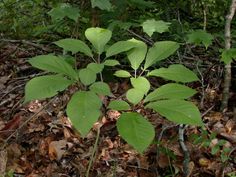 a small green plant growing out of the ground in some leaves and dirt with trees in the background