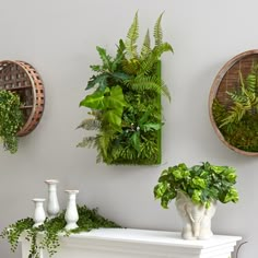 there are three plants on the wall and two vases with one plant in it