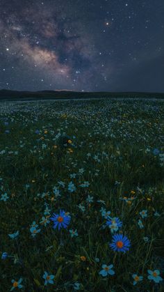 the night sky is filled with stars and bright blue daisies in an open field