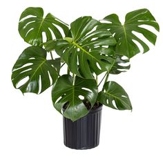 Add a touch of the tropics to your space with the low-maintenance Monstera Deliciosa. This compact plant grows to a height of 12-14 inches, making it perfect for desks, shelves, or smaller rooms. Known for its iconic split leaves, the Monstera Deliciosa is a visually appealing addition to any home. Thriving in bright, indirect light, this plant requires moderate watering. Enjoy the benefits of a pet-friendly, air-purifying plant that adds a touch of exotic elegance to your surroundings. United N Monstera Deliciosa Indoor, Tiered Plant Stand Indoor, Split Leaf Philodendron, Big Leaf Plants, Low Maintenance Indoor Plants, Bird Of Paradise Plant, Live Indoor Plants, Paradise Plant, Swiss Cheese Plant