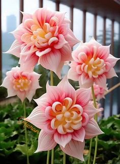 pink and yellow flowers are in a pot