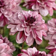 pink flowers are blooming in the garden