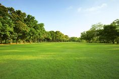 an open field with trees in the background