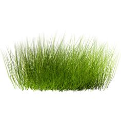 some green grass on a white background