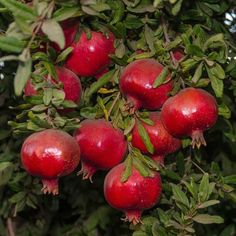 some red fruit hanging from a tree with lots of green leaves on it's branches