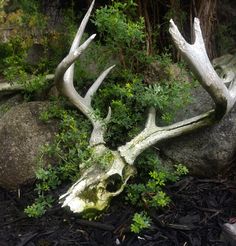 an animal's skull is laying on the ground next to some rocks and plants