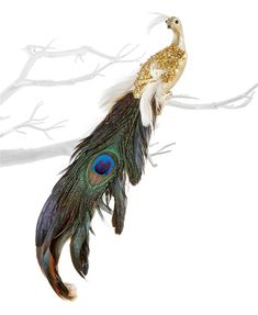 a peacock is perched on a branch with its tail feathers spread out to the side