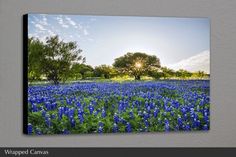 a field full of blue flowers with the sun in the sky behind it canvas wall art print