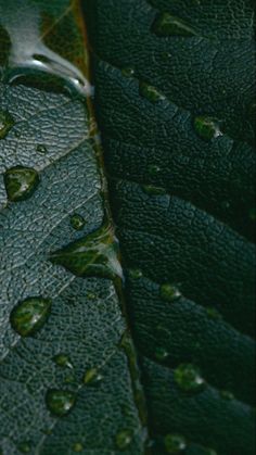 drops of water are on the green leather material that is covered with dark green leaves