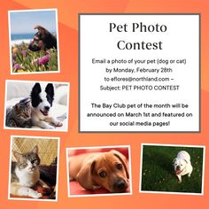 an advertisement for pet photo contest with dogs and cats