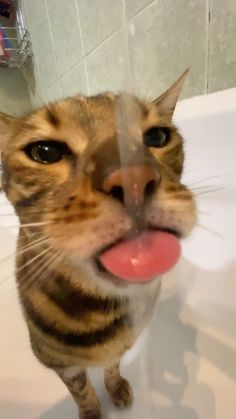 a cat is sticking its tongue out while standing in the bathtub with it's mouth open