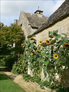 sunflowers growing on the side of an old building