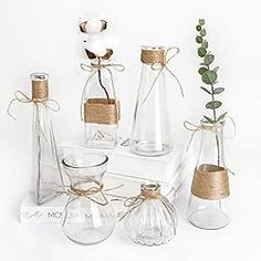 several glass vases with plants in them