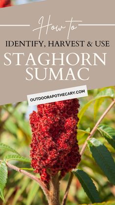 red flowers with the words how to identify harvest and use staghorn sumac