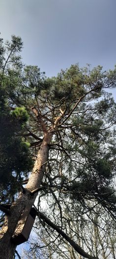 a tall pine tree with no leaves on it's branches and the sky in the background