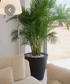 a large potted plant sitting on top of a white couch next to a window