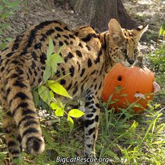 a cat standing next to a pumpkin in the grass