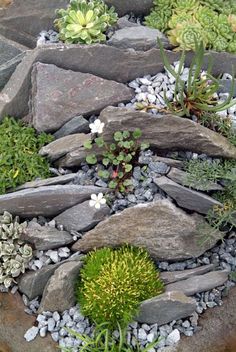 a rock garden with plants growing out of it