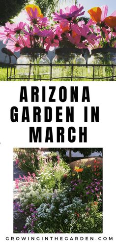 the arizona garden in march is full of colorful flowers and plants, including daisies