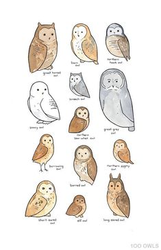 an image of owls that are all different colors and sizes on white paper, with the words